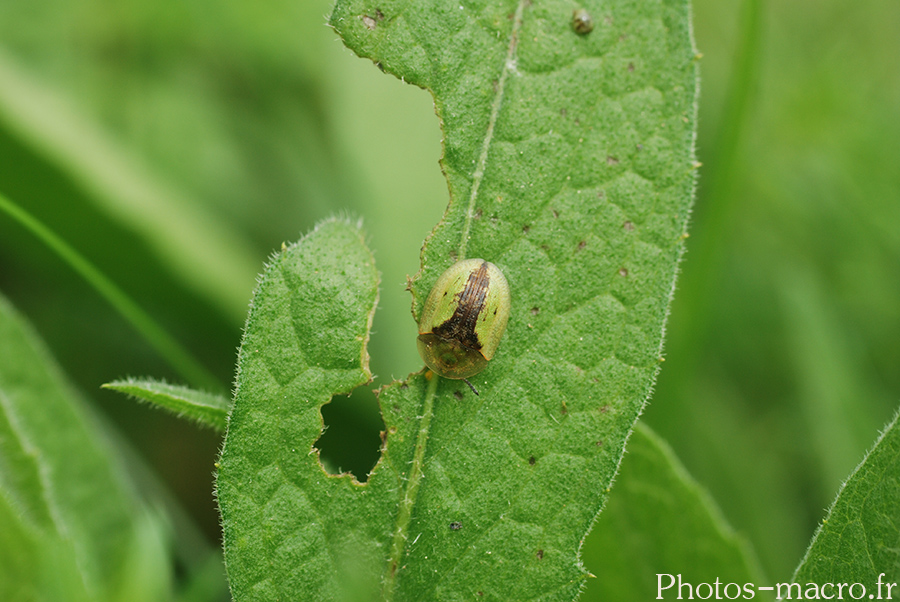 Cassida vibex